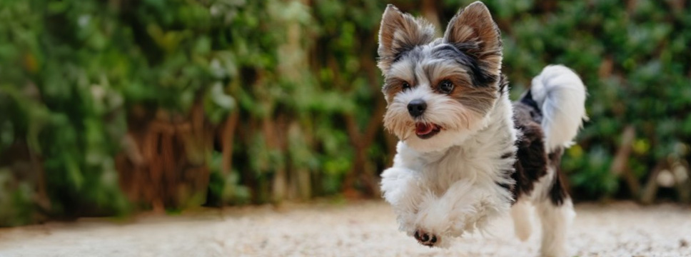 Découvrez notre</br>Gamme <b>NUTRITION CHIENS</b>